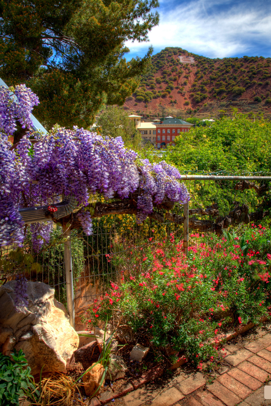 Charlene Mitchell B-86 Wisteria In Bloom Bisbee Spring Garden Blank Note Card